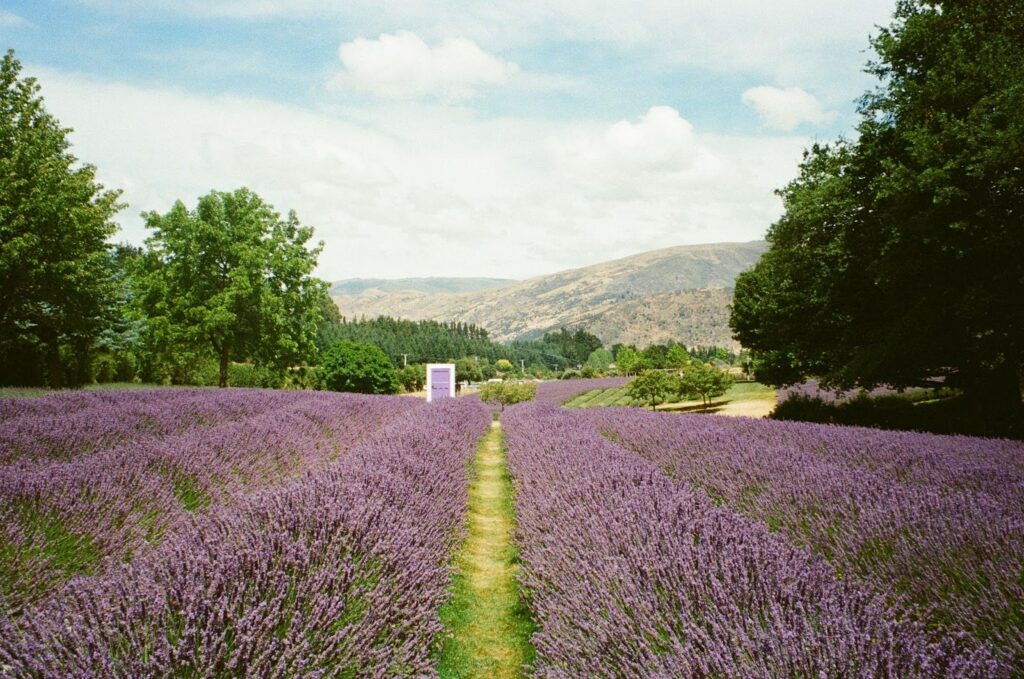 Wanaka Lavender Farm